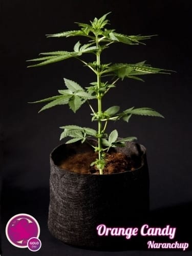 Orange Candy cannabis seeds – Uplifting – Female seeds – Beginning of October – image 7 from Seed City