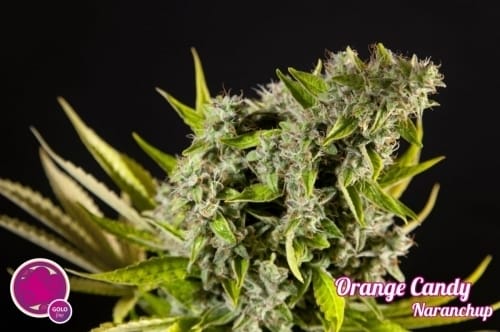 Image 6 of Orange Candy cannabis by Philosopher Seeds – Uplifting – Sativa-leaning – 12/12 Photoperiod – Seed City