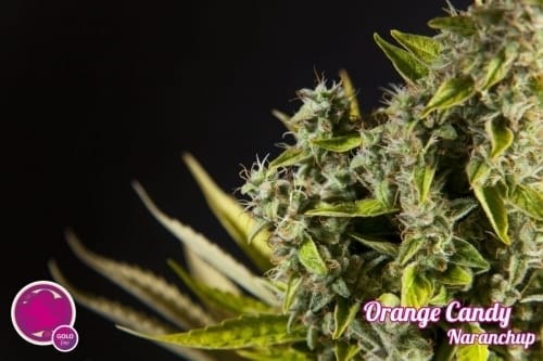 Uplifting – Citrus – Female seeds – Orange Candy strain – image 5 – from Philosopher Seeds via Seed City