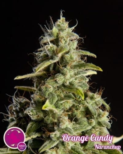 Orange Candy cannabis seeds – Indoor – Citrus – 12/12 Photoperiod – image 4 from Seed City