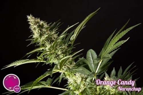 Orange Candy by Philosopher Seeds – Sativa-leaning – Uplifting – Beginning of October – image 3 – Seed City