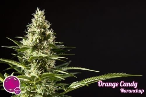 Orange Candy cannabis seeds – Beginning of October – Uplifting – Citrus – image 2 from Seed City