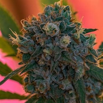 Naranja Biscotti FAST Version by Growers Choice – High Yielding – Super Strength – Indica-heavy – image 2 – Seed City