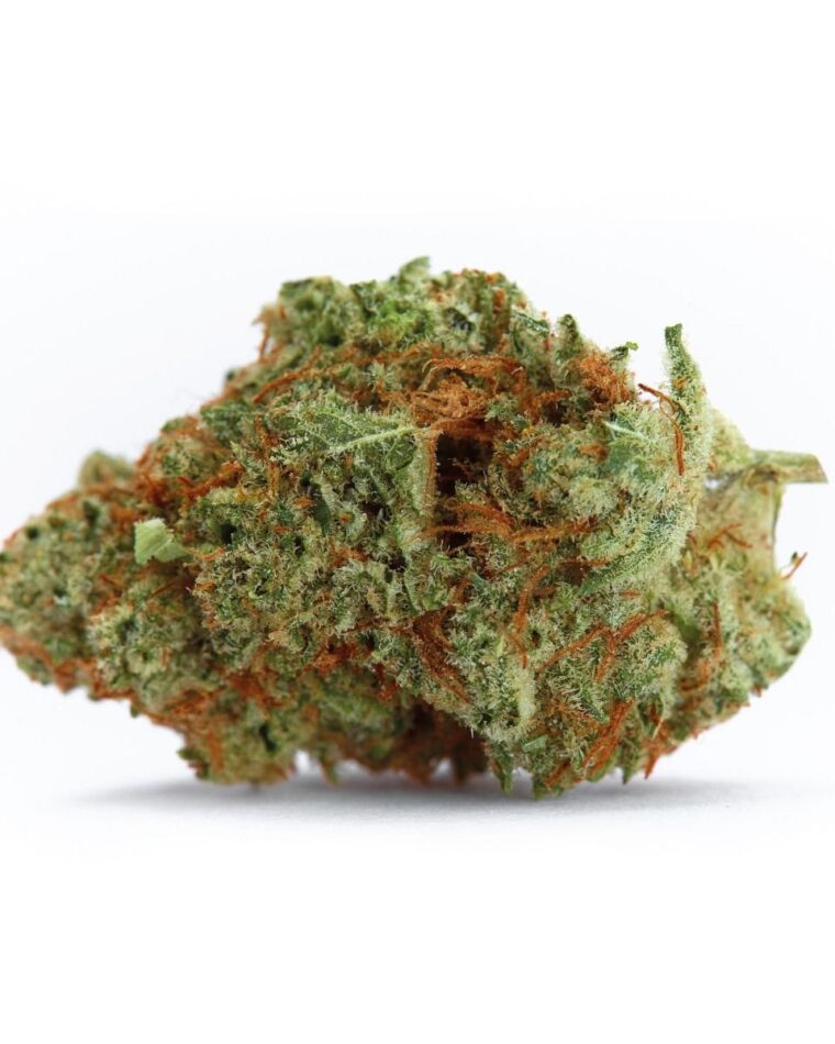 Naranja Biscotti FAST Version cannabis seeds – Super Strength – Indoor – Middle of September – image 1 from Seed City