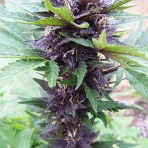 Indoor-friendly – Fruity – Large yield – Narco Purps Auto strain – image 1 – from Cream of the Crop via Seed City