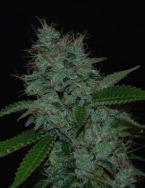 Narcotherapy Auto