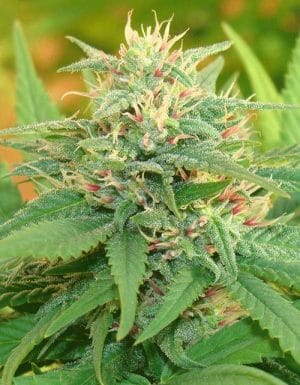 Narcotic Kush Auto