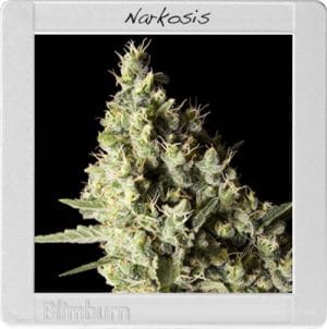 Narkosis