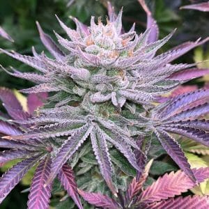 Nasty Runtz from Grateful Seeds