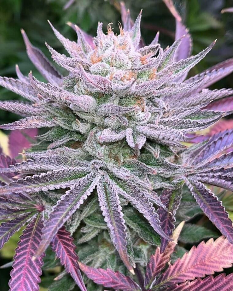 Nasty Runtz from Grateful Seeds