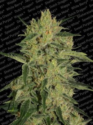 Nebula 1:1 CBD