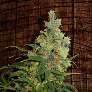 Neil Haze cannabis seeds – Outdoor – Mostly Sativa – Regular – image 1 from Seed City