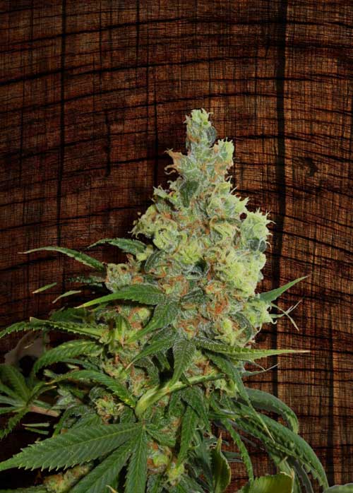 Neil Haze cannabis seeds – Outdoor – Mostly Sativa – Regular – image 1 from Seed City