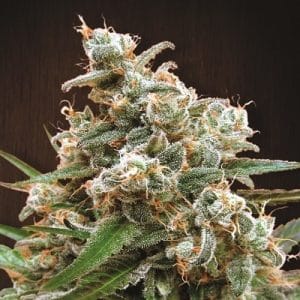 Dairy – 12/12 Photoperiod – Resistant to Disease – Nepalese Jam strain – image 1 – from Ace Seed bank via Seed City