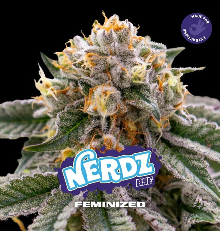 Nerdz from BSF Seeds