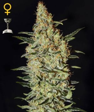 Neville’s Haze