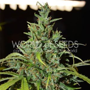 Neville's Haze Auto by World of Seeds – Outdoor cultivation – Large yield – Auto-Flowering – image 1 – Seed City