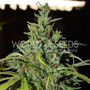 Neville’s Haze Auto