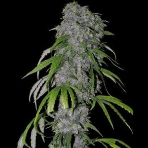Nevilles Haze Auto