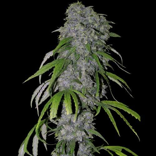 Nevilles Haze Auto from Spliff Seeds