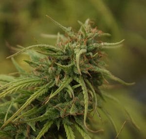 Nevilles Skunk cannabis seeds – Outdoor – Excellent harvest potential – Super Strength – image 1 from Seed City
