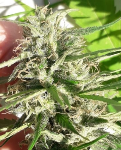 Tall (140cm plus) – Indoor-friendly – Sativa – New Caledonia strain – image 3 – from Ace Seed bank via Seed City