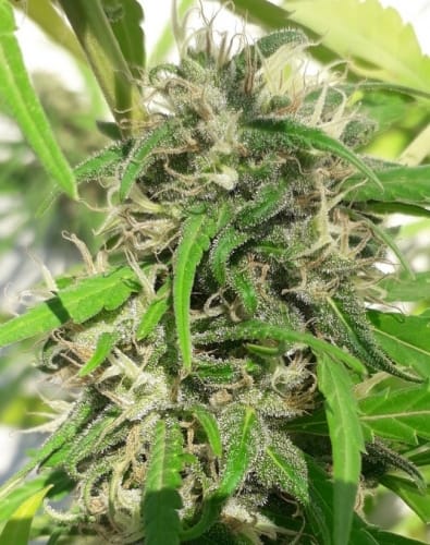 showing Sativa – Cerebral – Tall (140cm plus) – image 4 – Seed City