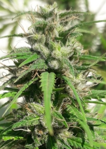 Indoor-friendly – Cerebral – Middle of November – New Caledonia strain – image 14 – from Ace Seed bank via Seed City