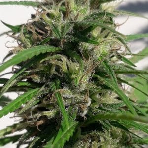 New Caledonia cannabis seeds – 12/12 Photoperiod – Spicy – Super Strength – image 1 from Seed City