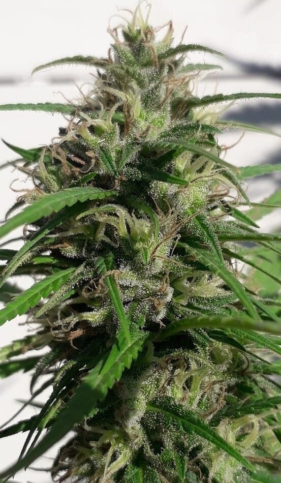 New Caledonia cannabis seeds – 12/12 Photoperiod – Spicy – Super Strength – image 1 from Seed City