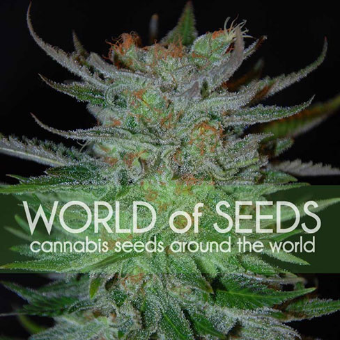 New York 47 from World of Seeds