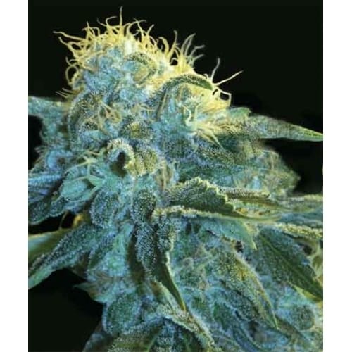 New York City cannabis seeds – Good for outdoor grow – Feminized – 12/12 Photoperiod – image 1 from Seed City