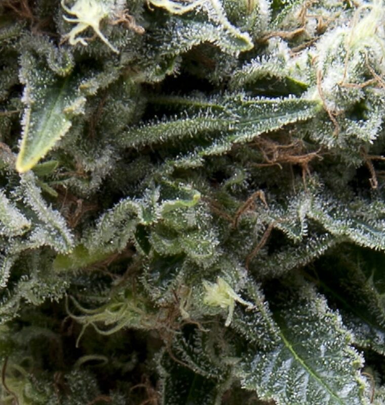 Image 1 of New York City CBD Auto cannabis by Pyramid Seeds – Guaranteed female plants – High CBD – Lemon – Seed City