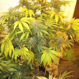 New York Cookies Haze from Connoisseur Genetics