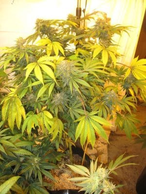 New York Cookies Haze