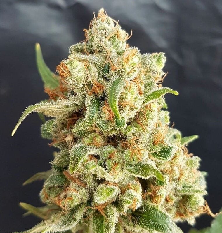 New York Diesel Auto from Expert Seeds