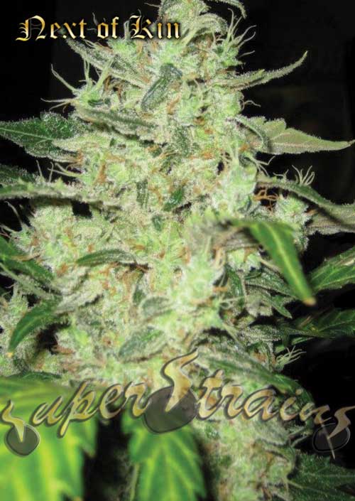 Next of Kin by Super Strains – Sativa-leaning – 12/12 Photoperiod – High Yielding – image 1 – Seed City
