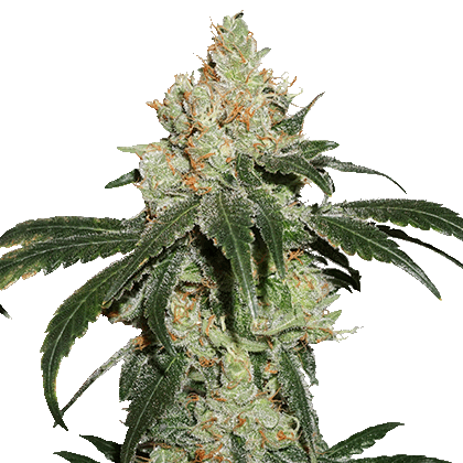 Nicole Cream from Seed Stockers