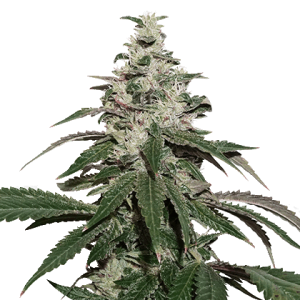 Nicole Cream Autoflower