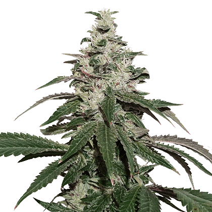 Nicole Cream Autoflower by Seed Stockers – Auto-Flowering – Body Stone – High Yielding – image 1 – Seed City