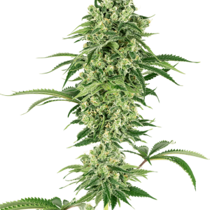 Nicole Hindu Kush cannabis seeds – Indica Dominant – Sweet – Relaxing – image 1 from Seed City
