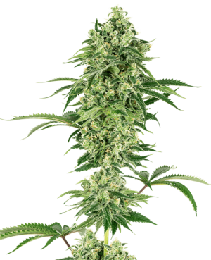 Nicole Hindu Kush