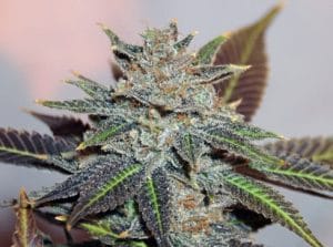 Night Nurse