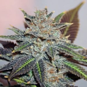 Night Nurse by BC Bud Depot – Suited for indoor growing – Regular – Indica-heavy – image 1 – Seed City