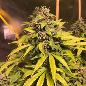 Nightcrawler OG