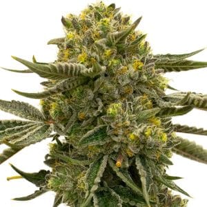 Nikki & Swami's Lemon OG by BlimBurn Seeds – Relaxing – Female seeds – Super Strength – image 1 – Seed City