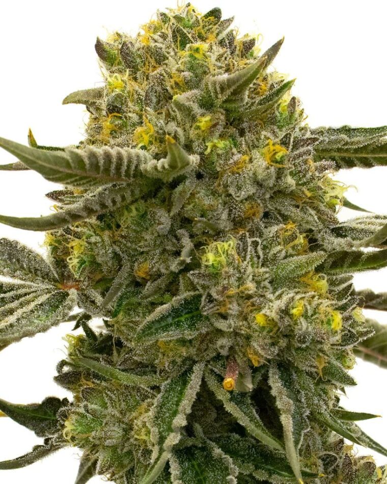 Nikki & Swami's Lemon OG by BlimBurn Seeds – Relaxing – Female seeds – Super Strength – image 1 – Seed City