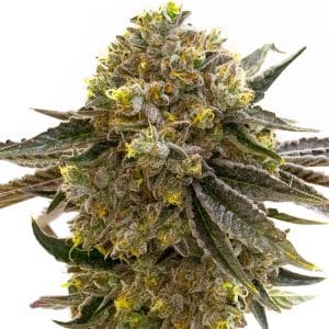 Nikki & Swami’s Maracuya