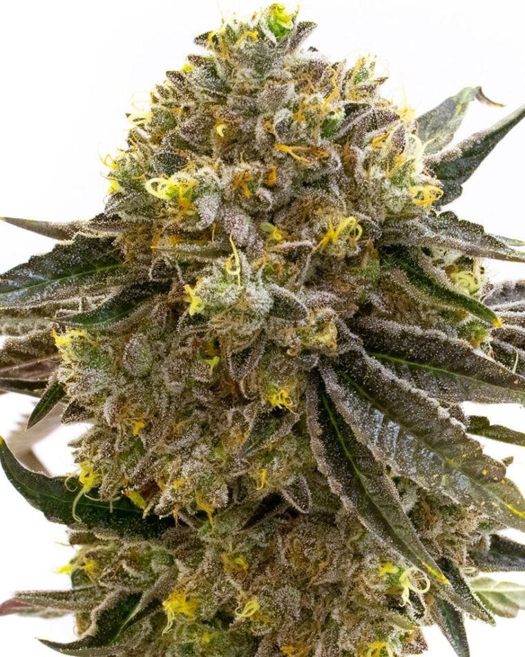 Nikki & Swami's Maracuya by BlimBurn Seeds – 50% Indica/50% Sativa – Fruity – 12/12 Photoperiod – image 1 – Seed City