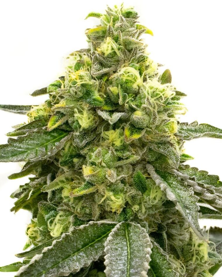 Nikki & Swami's Taängie cannabis seeds – Orange – Sativa Dominant – 12/12 Photoperiod – image 1 from Seed City